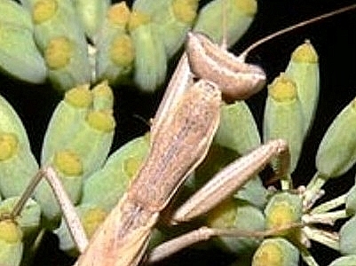 Insetti dalla Croazia : 19. Ameles spallanzania (Mantodea)